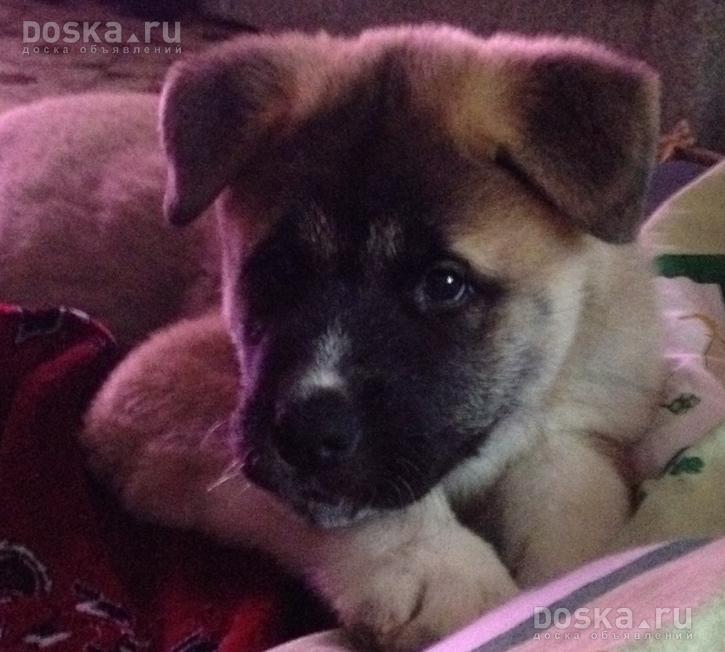 Когда вязать американскую акиту Когда вязать американскую акиту