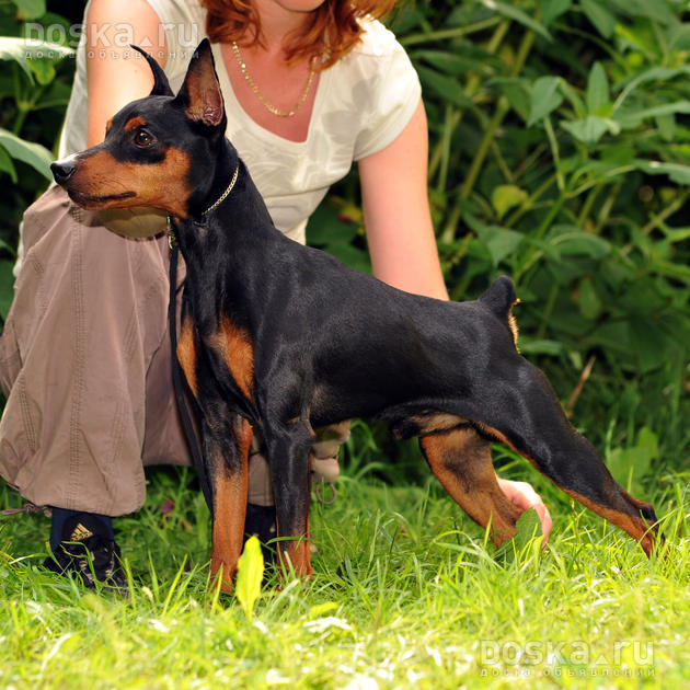http://i.doska.ru/gallery/1/1/26/animals-dogs-zwergpinscher-5005.800.jpg