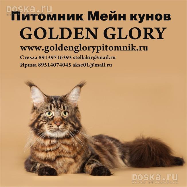 http://i.doska.ru/gallery/1/1/38/animals-cats-maine-coon-7477.800.jpg