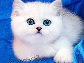 Кошки, котята Британская короткошерстная, цена 55 000 рублей, Фото