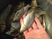 Рыбное хозяйство Рыба живая, мальки, цена 160 рублей, Фото