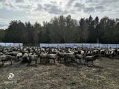 Животноводство,  Сельхоз животные Бараны, овцы, цена 10 000 рублей, Фото