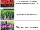 Сельское хозяйство Семена и рассада, цена 550 рублей, Фото