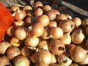 Продовольствие,  Овощи Лук, цена 8 рублей/кг., Фото