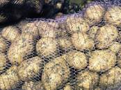 Продовольствие,  Овощи ﻿Картофель, цена 12 рублей/кг., Фото