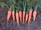 Продовольствие,  Овощи Морковь, цена 15 рублей/кг., Фото