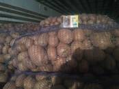 Продовольствие,  Овощи ﻿Картофель, цена 16 рублей/кг., Фото