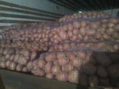 Продовольствие,  Овощи ﻿Картофель, цена 16 рублей/кг., Фото