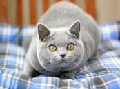 Кошки, котята Британская короткошерстная, цена 50 000 рублей, Фото