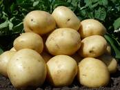 Продовольствие,  Овощи ﻿Картофель, цена 15 рублей/кг., Фото