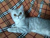 Кошки, котята Экзотическая короткошерстная, цена 5 800 рублей, Фото