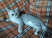 Кошки, котята Экзотическая короткошерстная, цена 5 800 рублей, Фото