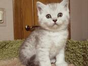 Кошки, котята Британская короткошерстная, цена 10 000 рублей, Фото