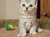 Кошки, котята Британская короткошерстная, цена 10 000 рублей, Фото