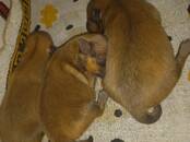 Собаки, щенки Малый шпиц, цена 40 000 рублей, Фото