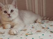 Кошки, котята Британская короткошерстная, цена 13 000 рублей, Фото