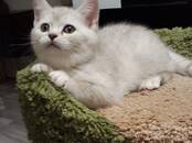 Кошки, котята Британская короткошерстная, цена 15 000 рублей, Фото