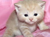 Кошки, котята Британская короткошерстная, цена 27 000 рублей, Фото