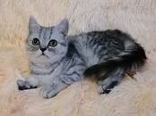 Кошки, котята Шотландская короткошерстная, цена 7 000 рублей, Фото