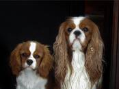 Собаки, щенки Кавалер-Кинг-Чарльз спаниель, цена 150 рублей, Фото