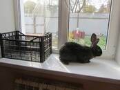 Грызуны Кролики, цена 250 рублей, Фото