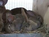 Грызуны Кролики, цена 250 рублей, Фото