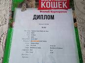 Кошки, котята Бурма, цена 10 000 рублей, Фото