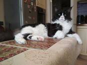 Кошки, котята Мэйн-кун, цена 2 000 рублей, Фото