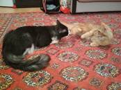 Кошки, котята Мэйн-кун, цена 2 000 рублей, Фото