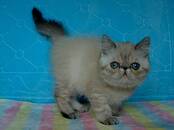 Кошки, котята Экзотическая короткошерстная, цена 25 000 рублей, Фото
