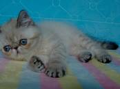 Кошки, котята Экзотическая короткошерстная, цена 25 000 рублей, Фото