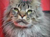 Кошки, котята Мэйн-кун, цена 10 000 рублей, Фото
