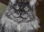 Кошки, котята Мэйн-кун, цена 10 000 рублей, Фото