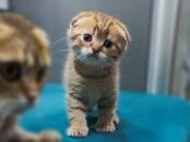 Кошки, котята Шотландская вислоухая, цена 10 000 рублей, Фото