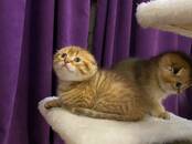 Кошки, котята Шотландская вислоухая, цена 10 000 рублей, Фото
