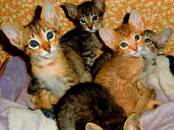 Кошки, котята Ориентальная, цена 10 000 рублей, Фото