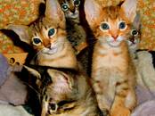 Кошки, котята Ориентальная, цена 10 000 рублей, Фото