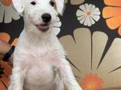 Собаки, щенки Джек Рассел терьер, цена 50 000 рублей, Фото