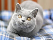 Кошки, котята Британская короткошерстная, цена 45 000 рублей, Фото