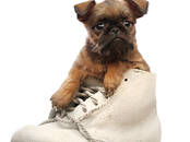 Собаки, щенки Брюссельский гриффон, цена 60 000 рублей, Фото