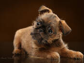Собаки, щенки Брюссельский гриффон, цена 60 000 рублей, Фото