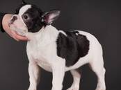 Собаки, щенки Французский бульдог, цена 50 000 рублей, Фото
