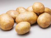 Продовольствие,  Овощи ﻿Картофель, цена 15 рублей/кг., Фото