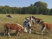 Животноводство,  Сельхоз животные Крупно-рогатый скот, цена 20 000 рублей, Фото