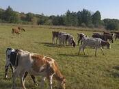 Животноводство,  Сельхоз животные Крупно-рогатый скот, цена 20 000 рублей, Фото