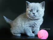 Кошки, котята Британская короткошерстная, цена 60 000 рублей, Фото