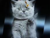 Кошки, котята Британская короткошерстная, цена 60 000 рублей, Фото