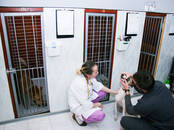 Ветеринария Ветеринары и ветеринарные клиники, цена 900 рублей, Фото