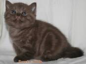 Кошки, котята Шотландская короткошерстная, цена 45 000 рублей, Фото