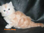 Кошки, котята Шотландская короткошерстная, цена 45 000 рублей, Фото
